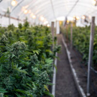 Bill C-45 Passes, Legal Cannabis Still Months Away